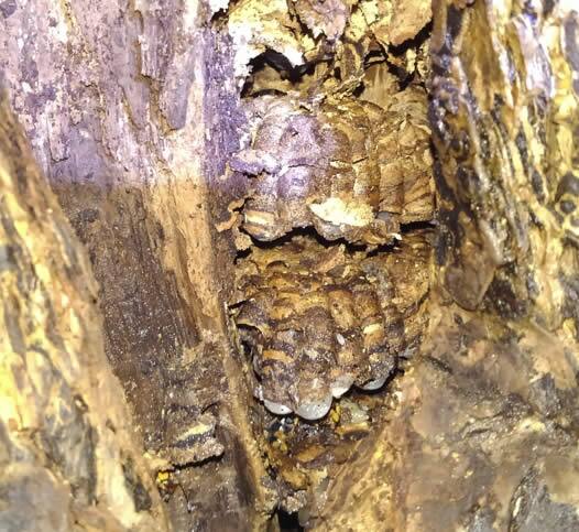 スズメバチの巣駆除樹木幹